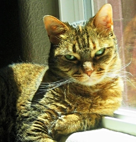 The Makings of Mama, our Miracle Cat