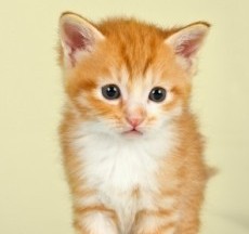 Healthy diet for cats