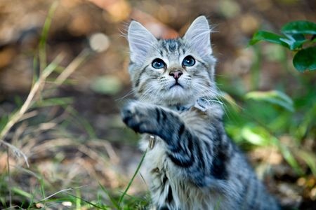 What To Know About Cat Tapeworms