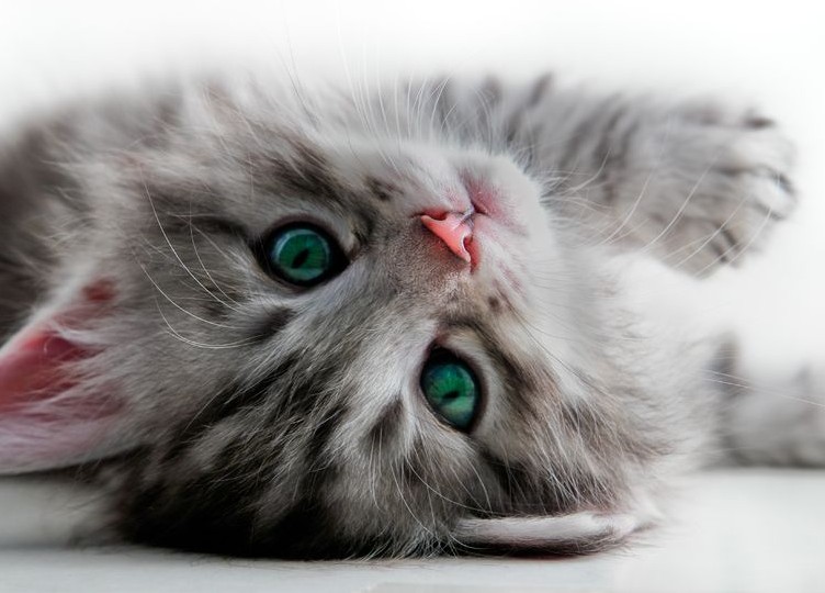 Pancreatitis in Cats: Signs, Symptoms & What To Do