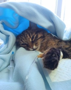 kidney-failure-in-cats