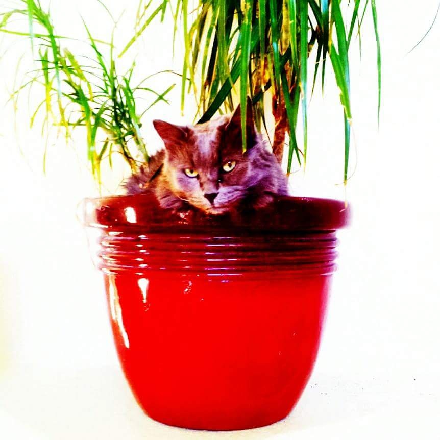 Cats That Sleep In Flowerpots