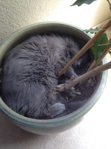 cat in flowerpot