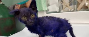 Smurf-Dyed-Purple-Kitten