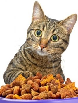 What's Really In Cat Food