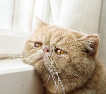 The Magic Potion for Cat Mobility Problems