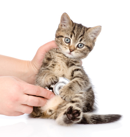 A Cat's Body Can Heal Itself