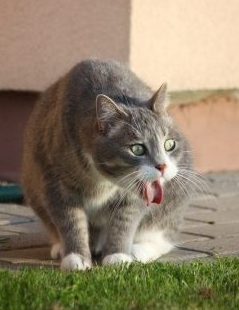 Cat Vomiting in grass