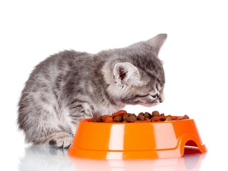 What does veterinary nutritionist approved mean for my cat food?