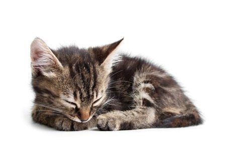 How to extend feline leukemia life expectancy