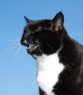 Cat Sneezing Facts You Should Know