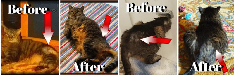 Bobo the cat with feline hyperesthesia and how he healed