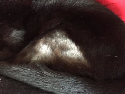 Milly - Black cat with feline hyperesthesia before taking CATalyst