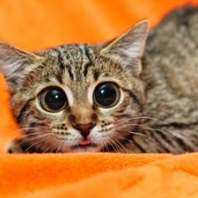 What to do with a stressed out cat