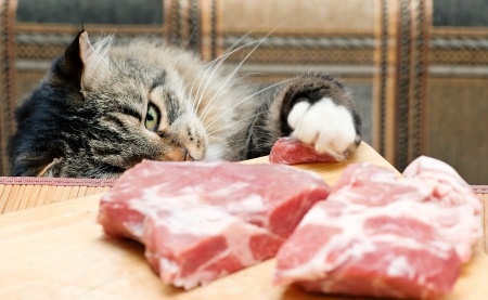 Follow our journey on making a homemade raw diet for cats