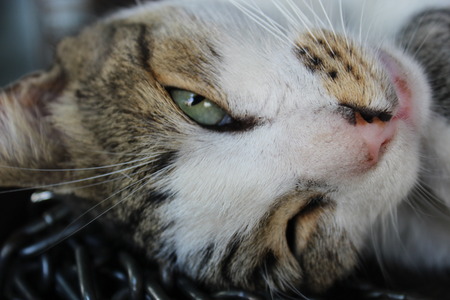 What To Feed A Cat With IBD (Inflammatory Bowel Disease)