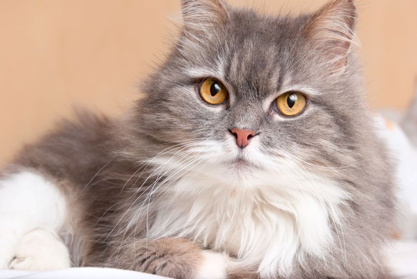 3 Easy Ways To Stop The Hairballs