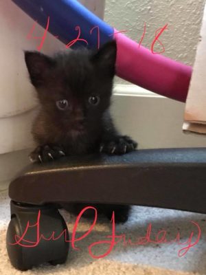 We're Adopting Kittens!