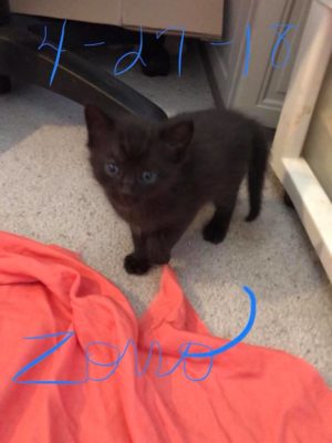 We're Adopting Kittens!