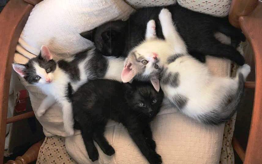This is the whole litter - the other kitties have a home as well
