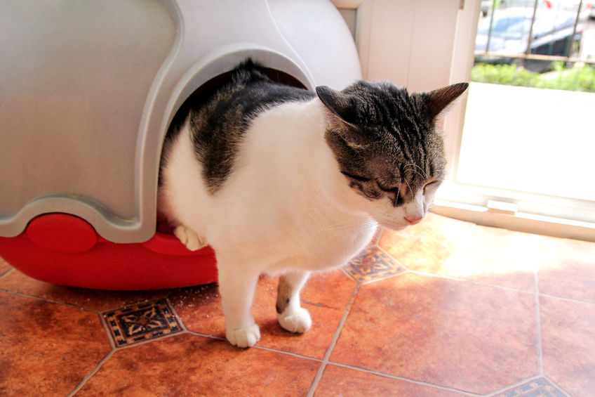 Stinky Cat Poop – What’s Causing It?