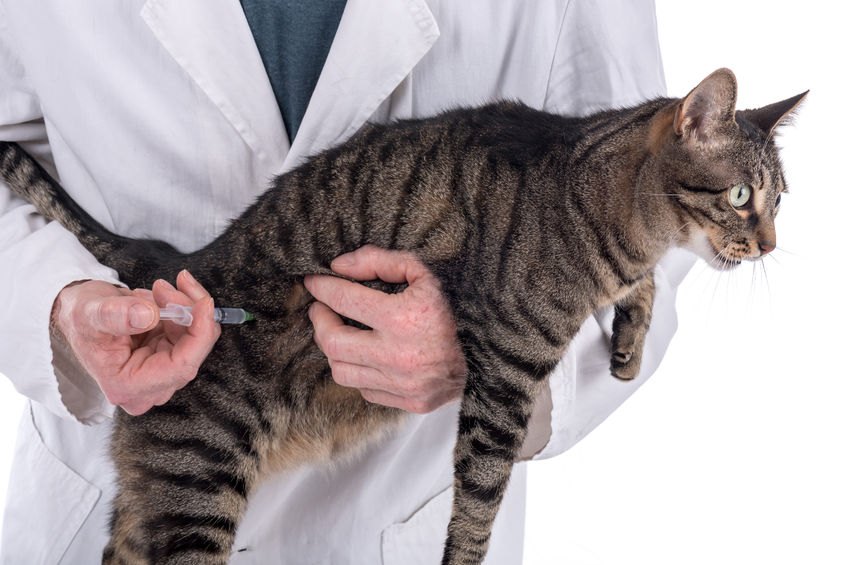 What Is A Titer Test? The #titerchallenge