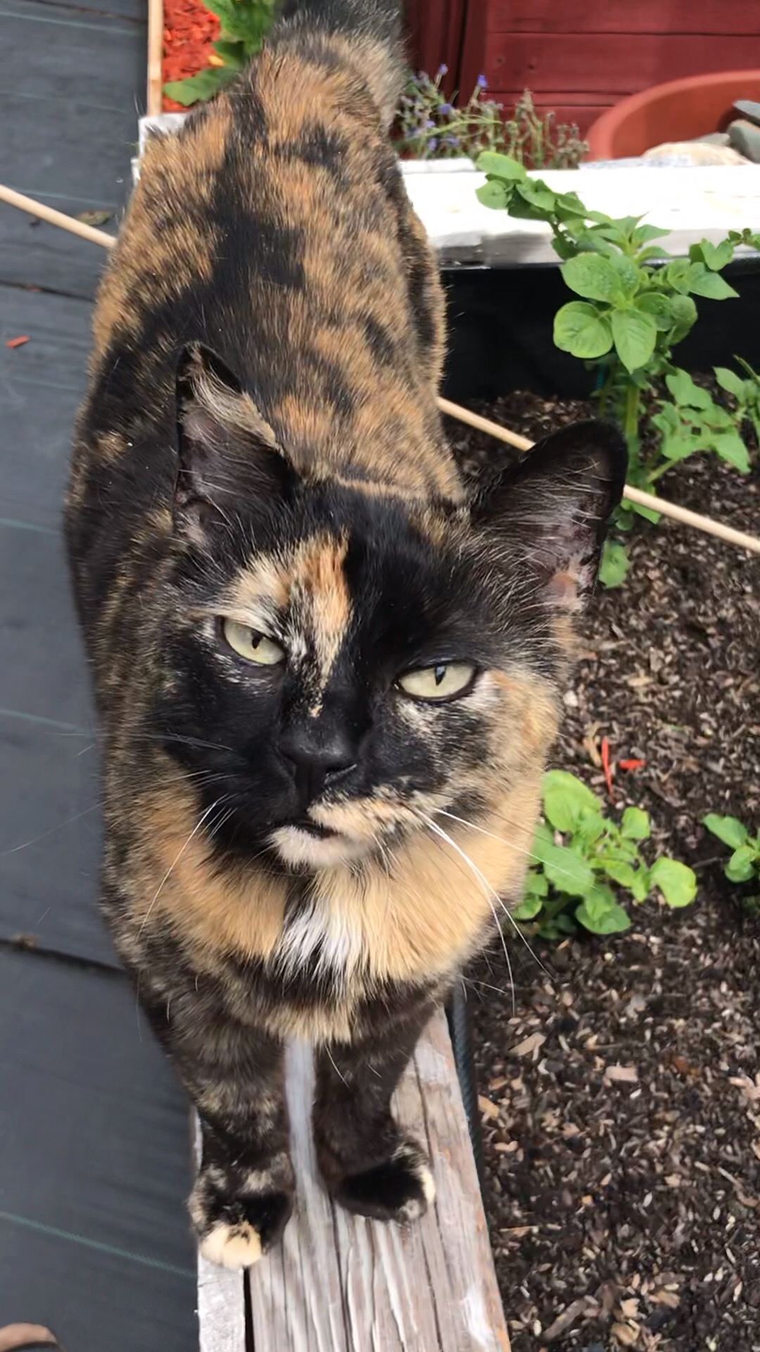 How Roundup Killed My Cat