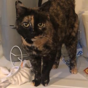 How Roundup killed my cat