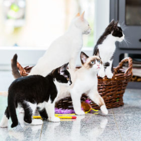 Here you'll find the proven steps on how to introduce cats peacefully into the home - plus THE Top Mistake Made When Introducing New Cats Into Your Home Is Neglect. Never neglect your existing kitties!