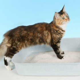 If your Cat Keeps Having Urinary infections or troubles it's time to look at the stress levels. We don't always know if our cats are stressed, but there are many things we can do to help relieve anxiety in cats.