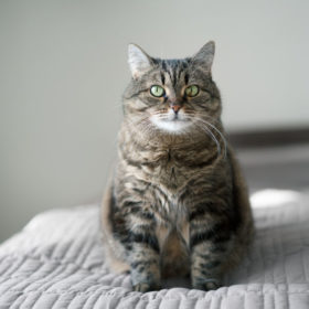 Here is what the experts say about how to prevent and treat Feline Diabetes at home.