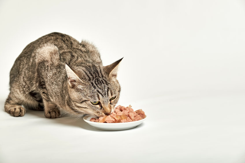 Feeding Fresh Food To Your Cat