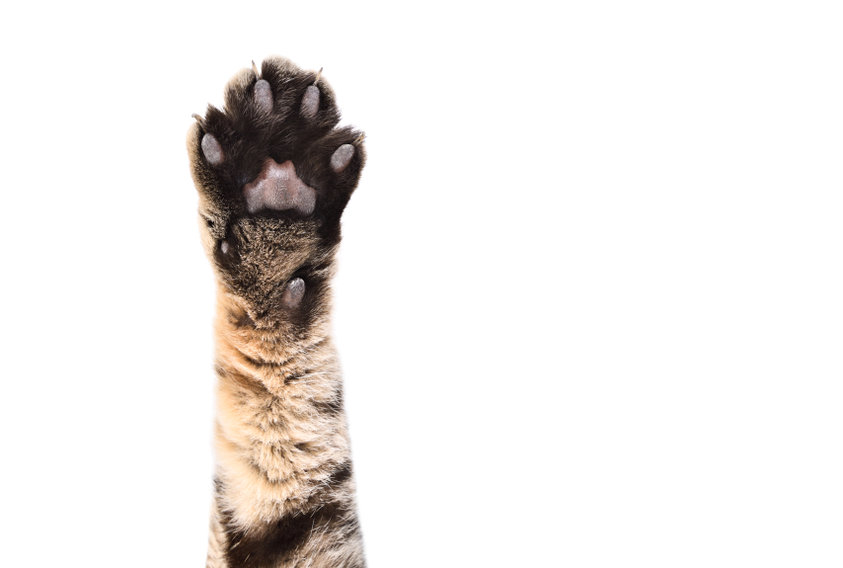 Your Cat's Paw Pads are vascular, which means that whatever they walk on is absorbed into their bloodstream