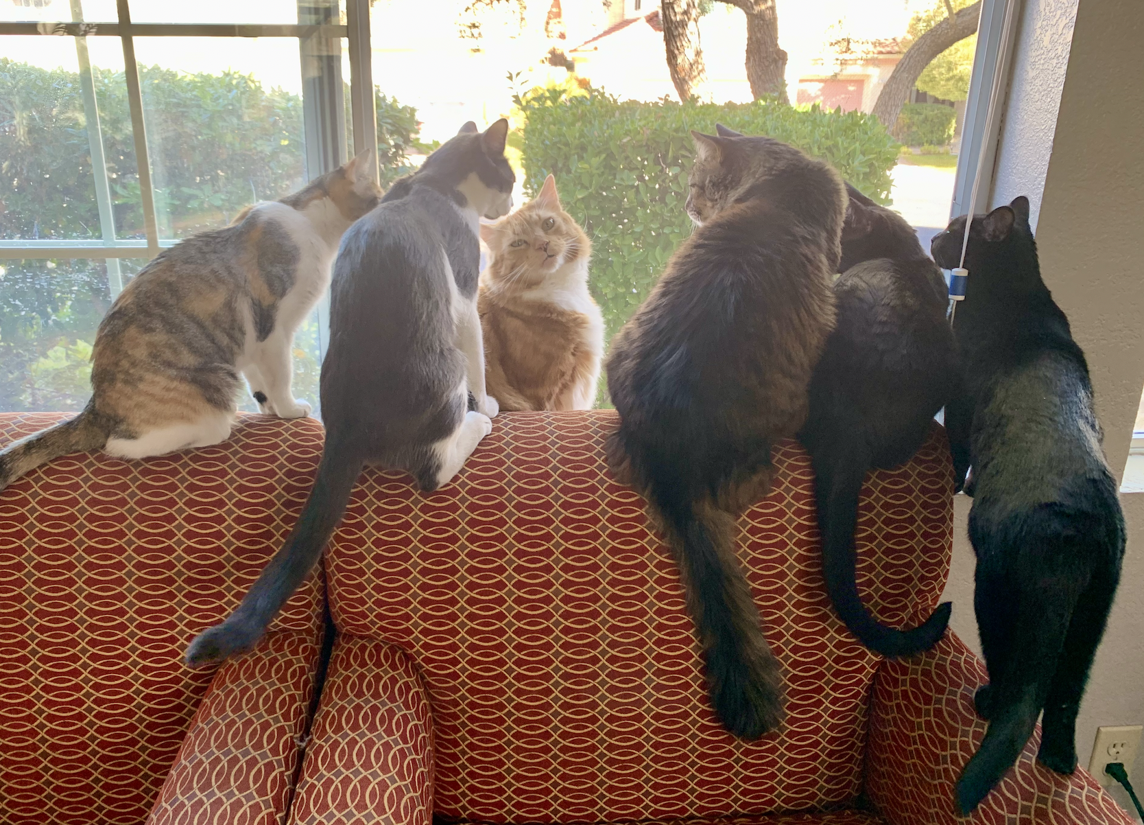 As half of the Two Crazy Cat Ladies, this is truly one of my favorite topics.