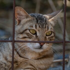 Feline Immunodeficiency Virus (FIV) is a viral infection that affects cats. It is similar to human immunodeficiency virus (HIV) but only affects felines. FIV can weaken the immune system of cats, making them vulnerable to various infections and diseases. Here are some natural ways to help FIV in cats.