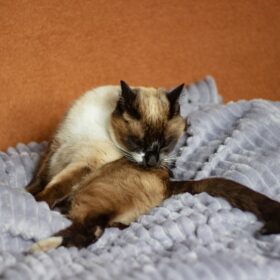 Feline hyperesthesia syndrome (FHS), also known as "rolling skin syndrome," is a relatively rare but concerning disorder that affects cats. Because it is linked to both environmental and nutritional stressors, here is how you can help.