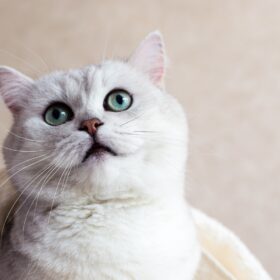 If you're look for help with Hairballs in Cats, you've come to the right place.