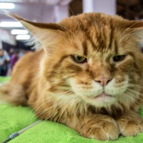 Hyperthyroidism is a common hormonal disorder in cats that can lead to several health problems if left untreated. While the exact cause of this condition is not yet fully understood, research has shown that certain environmental factors contributes to hyperthyroidism in cats.