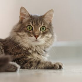 Kidney disease is a common health problem in cats, particularly as they age. The kidneys are responsible for filtering waste from the blood and regulating important bodily functions, such as hydration levels and blood pressure. When the kidneys aren't working properly, waste builds up in the body and can cause a range of symptoms. In this guide, we'll explore the symptoms, causes, and natural treatments for kidney disease in cats. We'll also provide recommendations for a proper diet from Dr. Karen Becker, DVM.