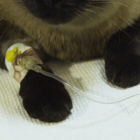 Liver disease is a serious condition that requires prompt veterinary care. However, by recognizing the symptoms and causes of liver disease in cats, and by using natural remedies to support liver function, cat owners can help improve their cat's overall health and quality of life.