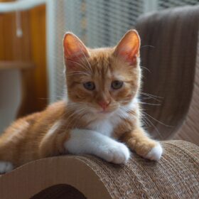 Feline Leukemia Virus (FeLV) is a viral infection that affects domestic and wild cats worldwide. FeLV is responsible for many health problems in cats, including immune system suppression, anemia, and cancer. Here's some natural help for feline leukemia virus in cats.