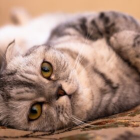 Pancreatitis happens when the pancreas is inflamed. In this article, we'll discuss the natural treatments for pancreatitis in cats.