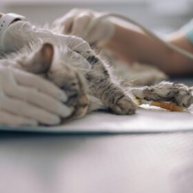 In this guide, we will discuss the symptoms, causes, and natural remedies that can help manage panleukopenia virus in cats.