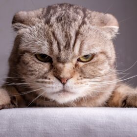 Aggression in cats is often misunderstood and can be caused by a variety of factors. In this guide, we will explore the symptoms, causes, and natural treatments for cat aggression.