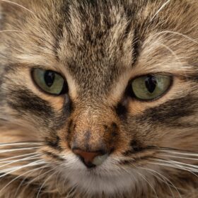 Feline herpes, also known as feline viral rhinotracheitis (FVR), is a common respiratory infection in cats caused by the feline herpesvirus-1 (FHV-1). The virus can be transmitted through direct contact with an infected cat's saliva, discharge from the eyes or nose, or contaminated surfaces such as litter boxes or food dishes. In this guide we'll discuss natural treatments and remedies for feline herpes.