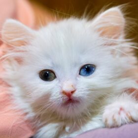 Upper Respiratory Infections in Cats can range from mild to severe and can be easily transmitted from one cat to another. Here are some natural remedies that can help.