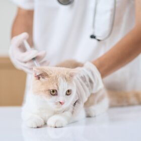 Vaccinations for cats are important to protect them from infectious diseases that they are exposed to. Here's how to choose vaccines wisely.