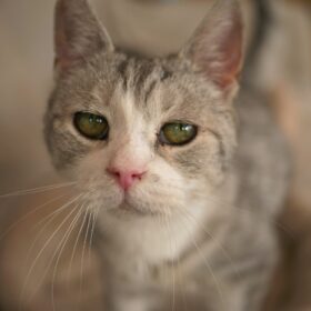 In conclusion, cold and flu viruses in cats are common but can be managed with natural treatments. It's essential to keep your cat hydrated, provide them with a healthy diet, and boost their immune system with supplements such as vitamin C