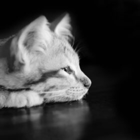 If your cat is coughing, you can try a few things at home and if these tips don't work, ask your vet these questions.