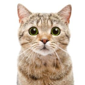 Yeast infections in cats are typically caused by an overgrowth of yeast, a substance that naturally exists in the GI tract. When the immune system is compromised, the balance between good and bad yeast is disturbed, leading to various symptoms. In this guide, we’ll help you better understand yeast infections in cats, covering symptoms, causes, and natural remedies to help your cat overcome the issue.